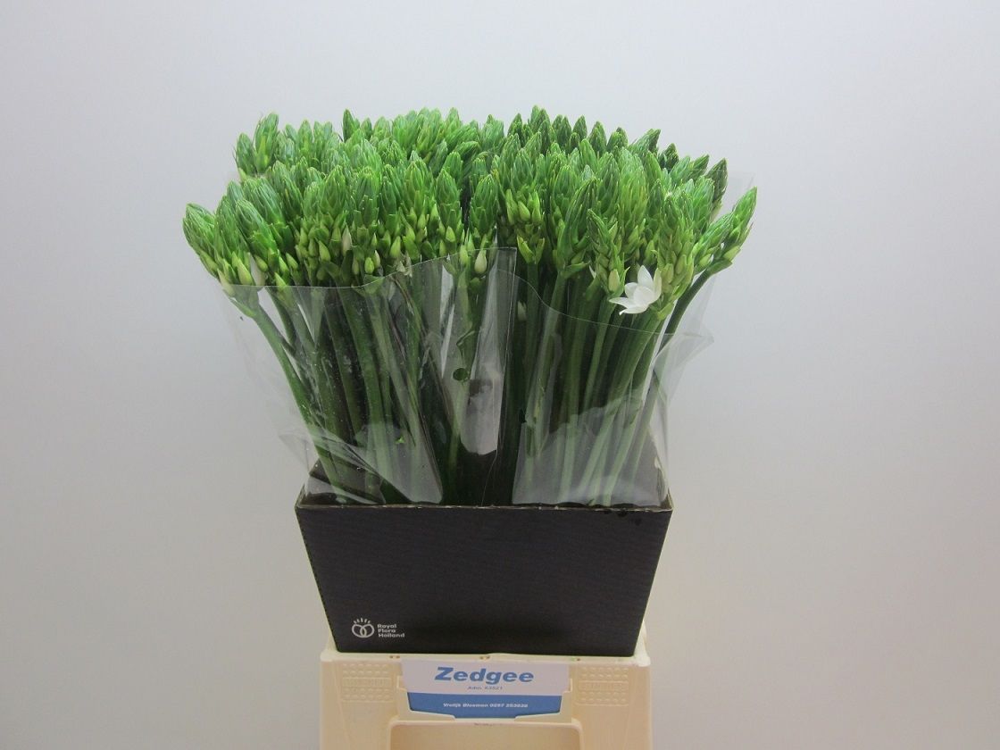 Орнитогалум Тирсоидес 60, шт.