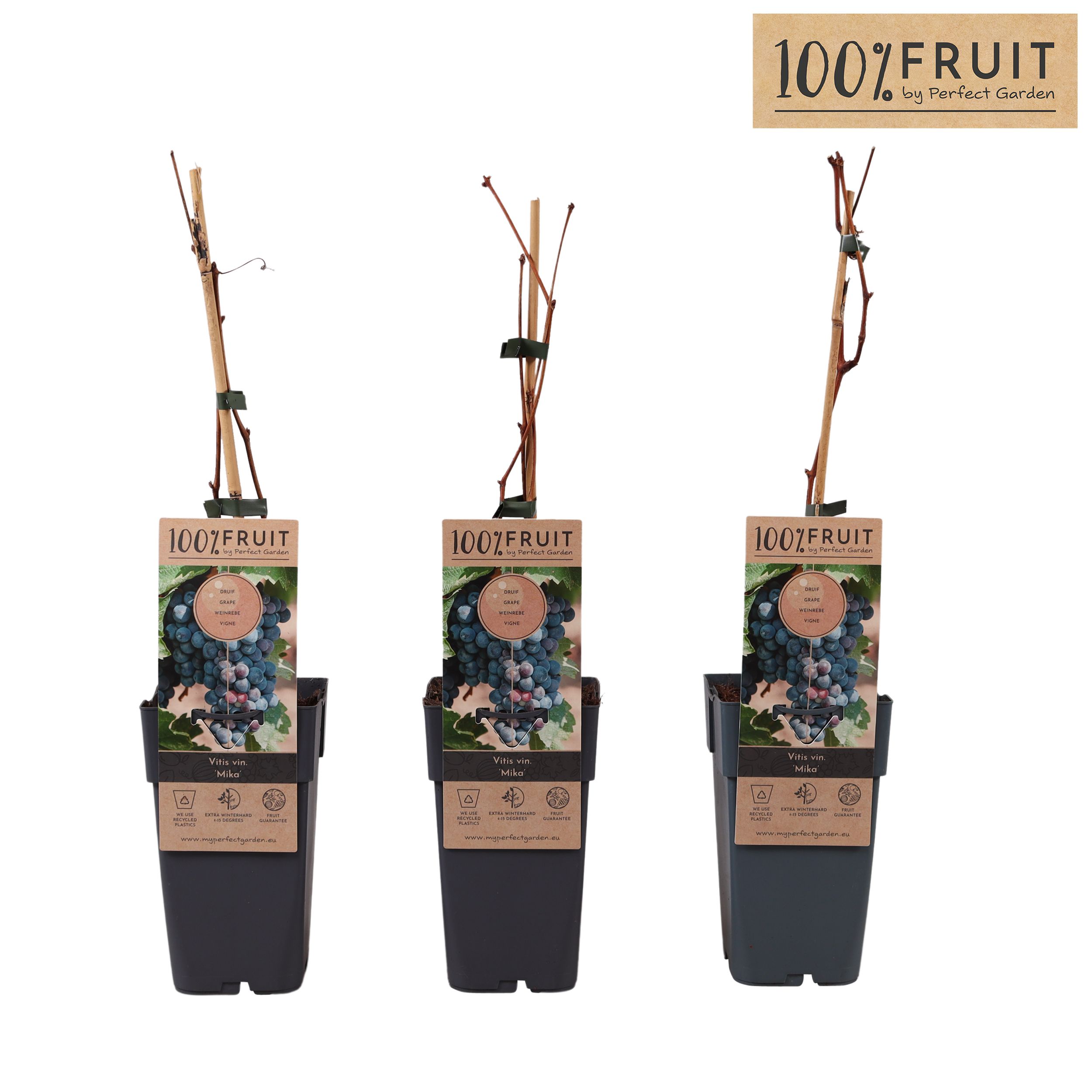 Vitis Mika P15, D 15