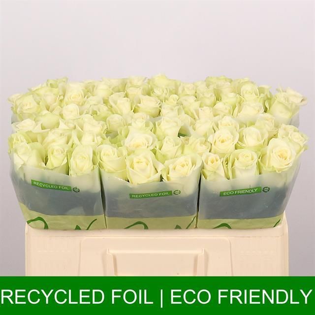 Роза од. Сноусторм+ 50, шт.