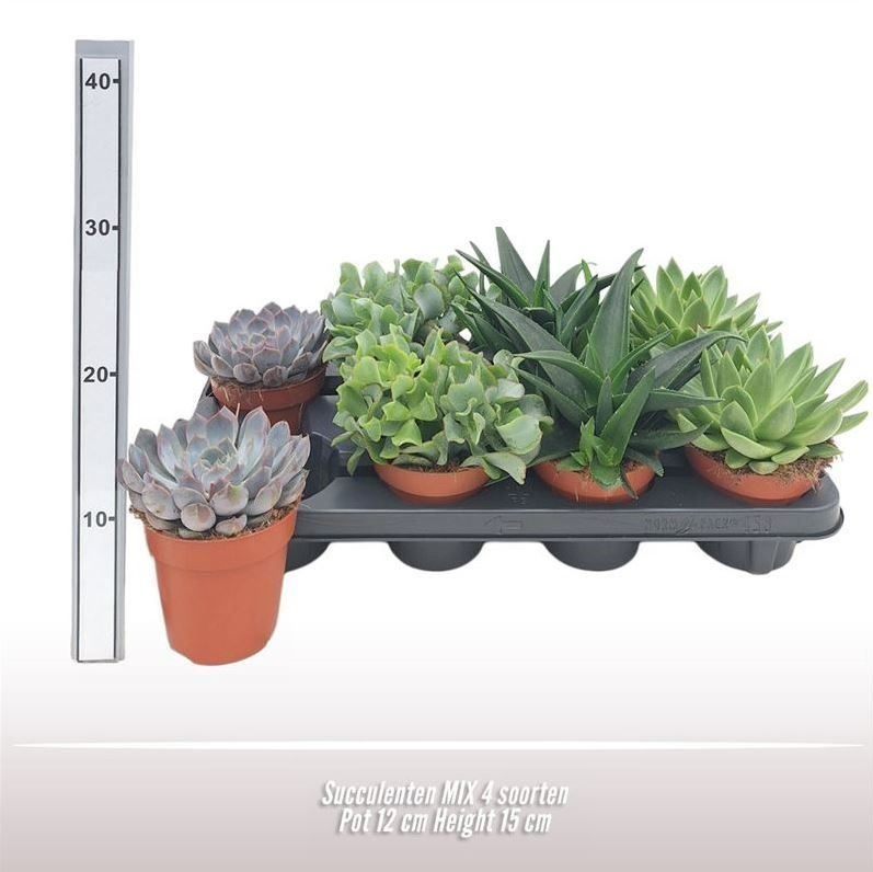 Succulenten mix, D 12