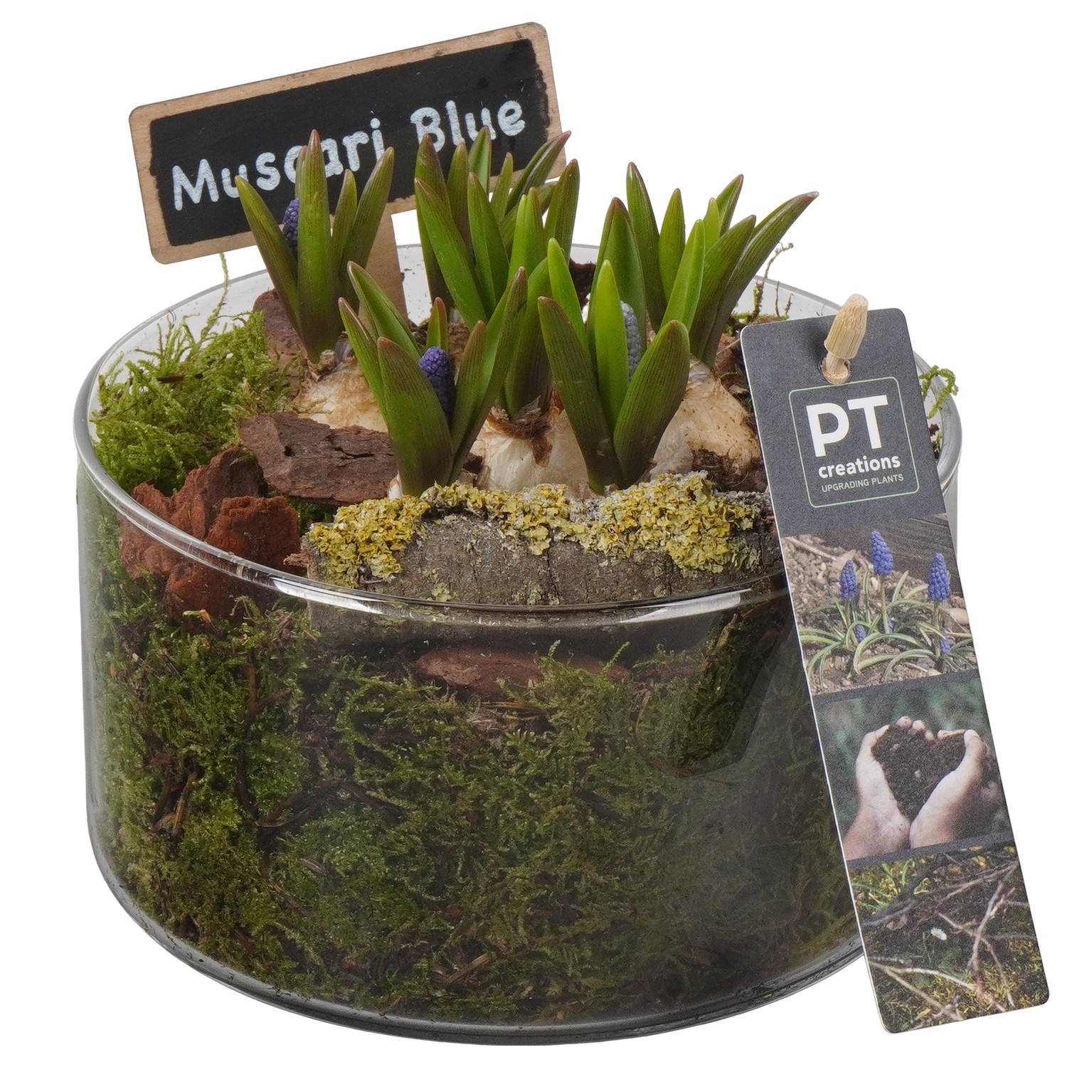 PTMB6325 Arrangement Muscari Blue in glasschaal, D 14