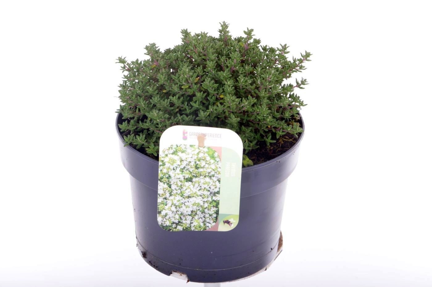 Thymus vulgaris Compactus, D 17