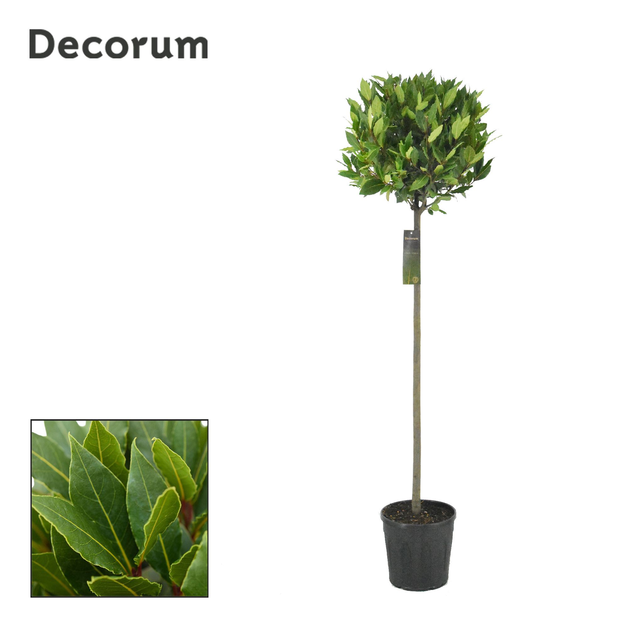 Laurus nobilis Bol op stam, D 25