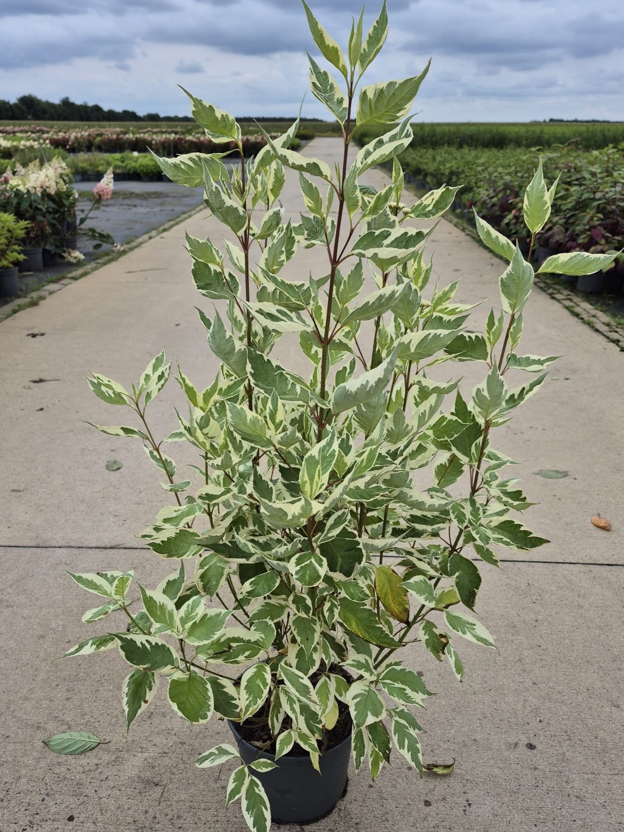 Cornus alba 'Elegantissima', D 23