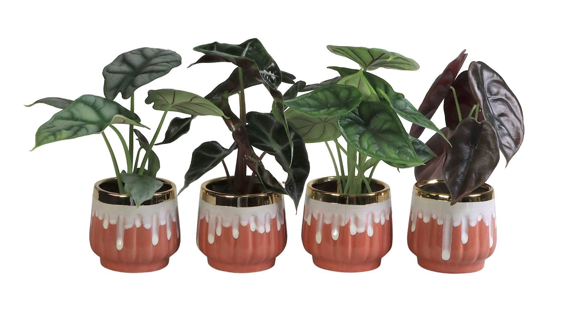 L 65816 with Alocasia Mix 6 cm, D 6