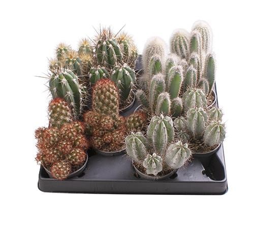 CACTACEAE 'MIX', D 6 cm