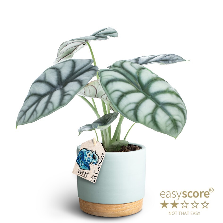 Woodbase Sky Blue, Alocasia ´Silver Dragon´, D 12