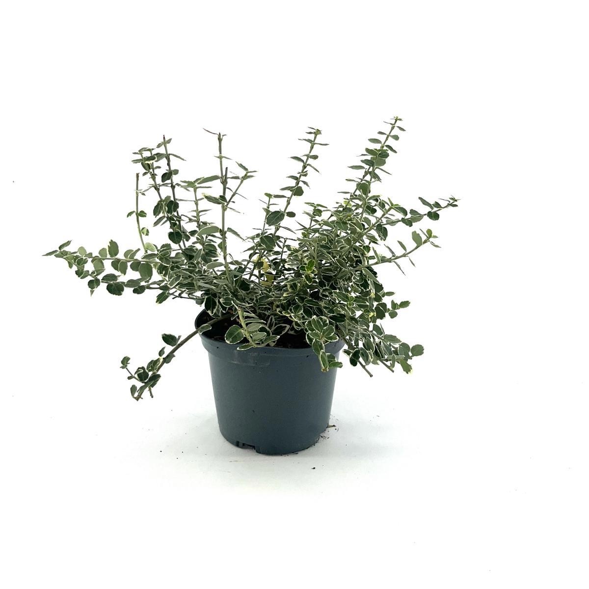 Euonymus fort. 'Emerald Gaiety', D 17