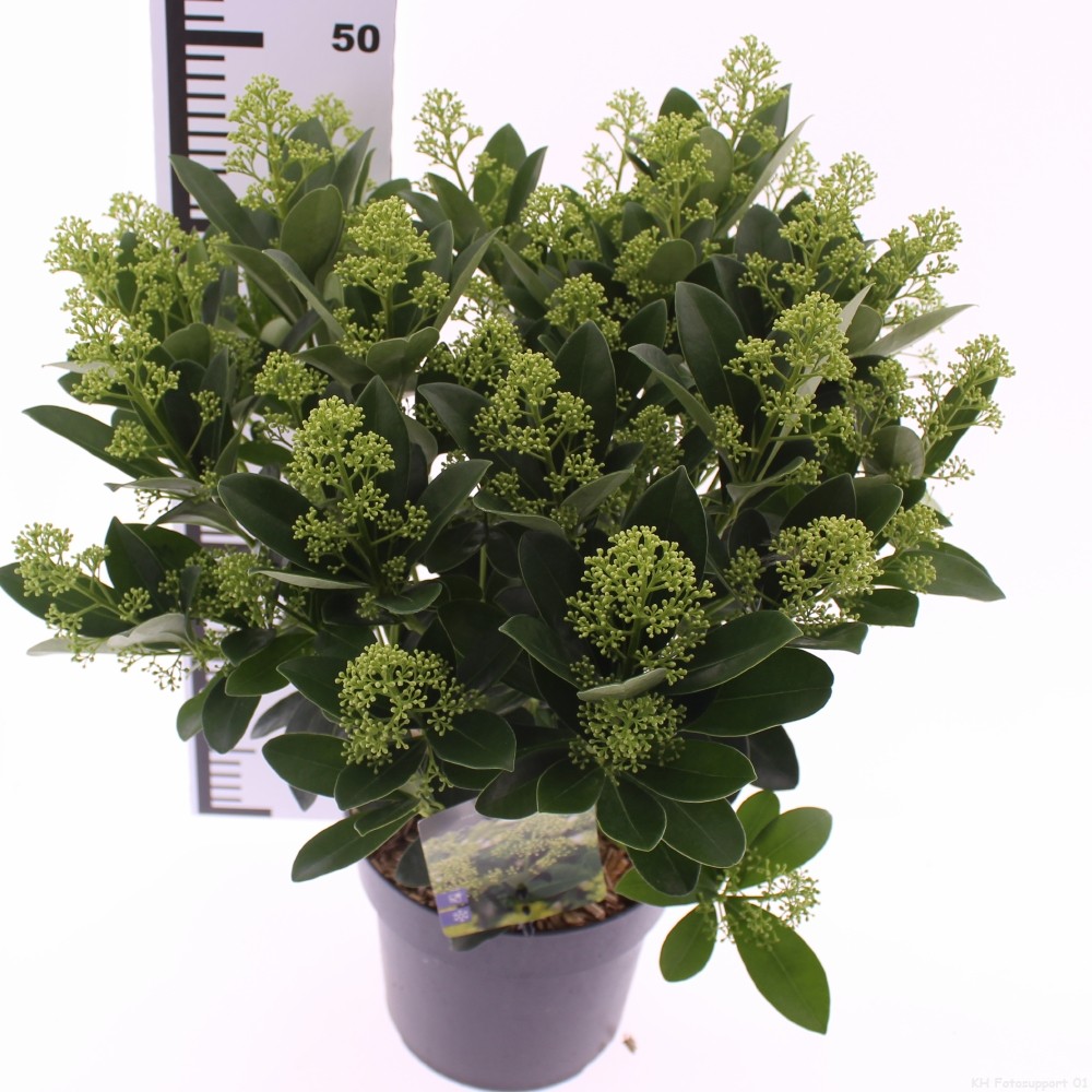 Skimmia jap. 'Finchy', D 19 cm