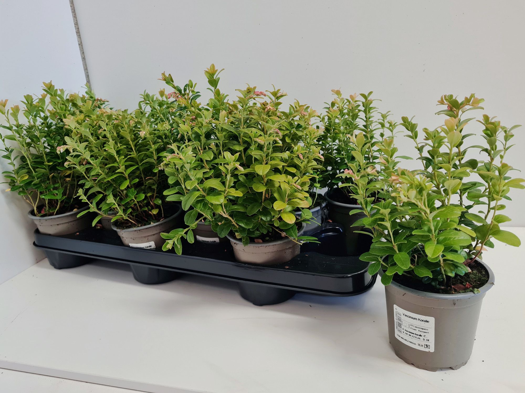 Vaccinium vitis-idea Koralle, D 11