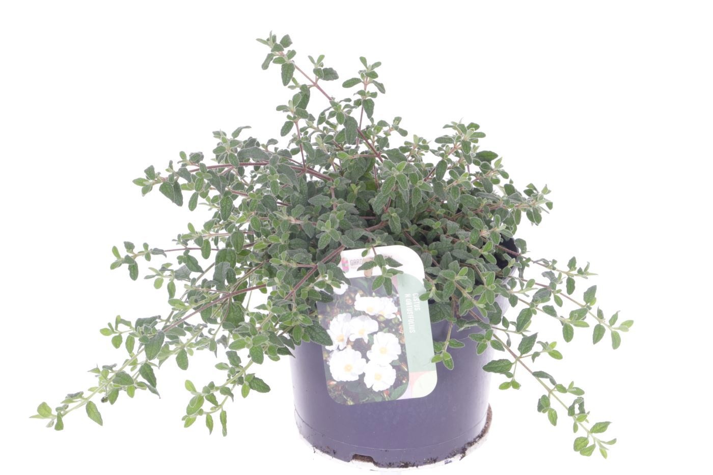 Cistus obtusifolius, D 17