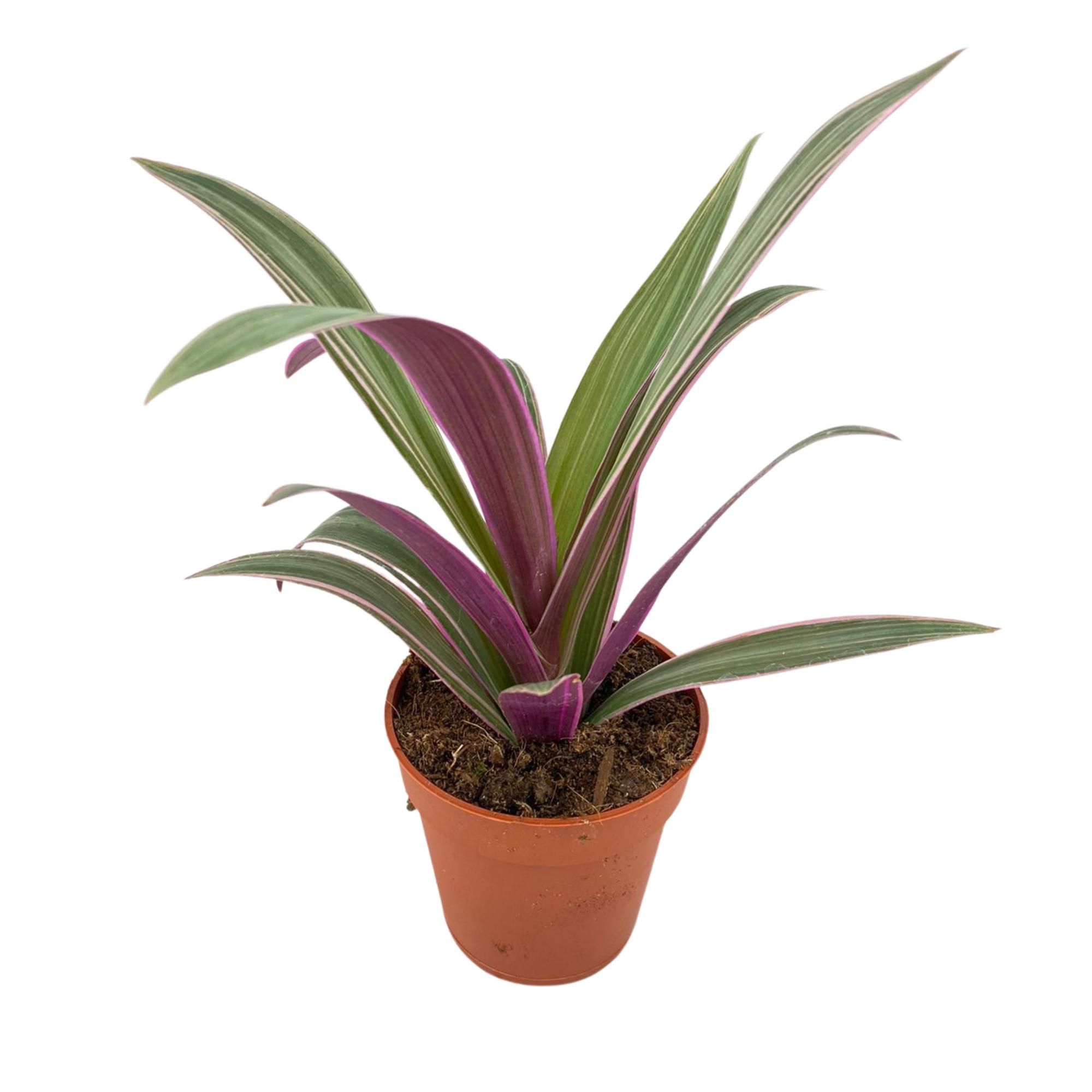 Tradescantia p9, D 9