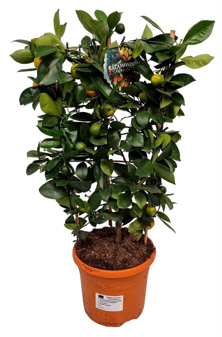 Citrus Calamondin Grafted Trellis, D 19 cm