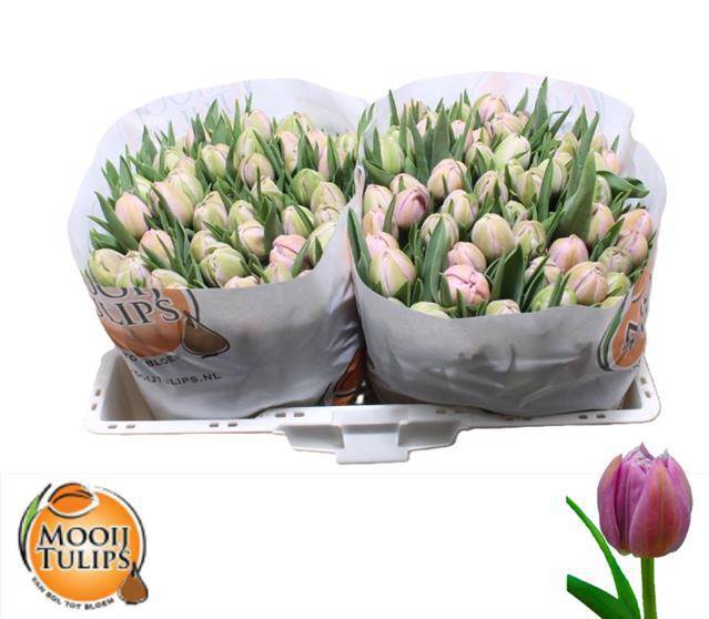 Тюльпан дв. Катинка (лаванд.), шт.