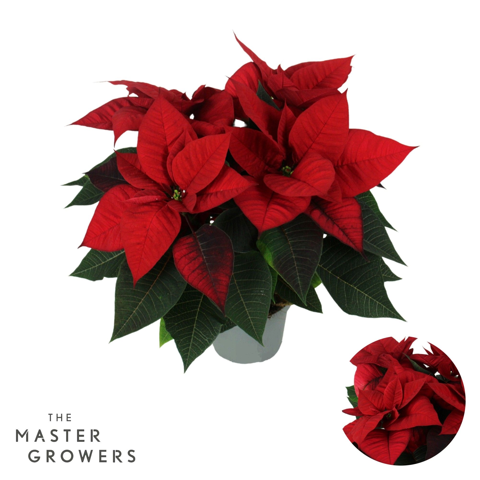 Poinsettia Freya Red 13cm 4 bloem, D 13 cm