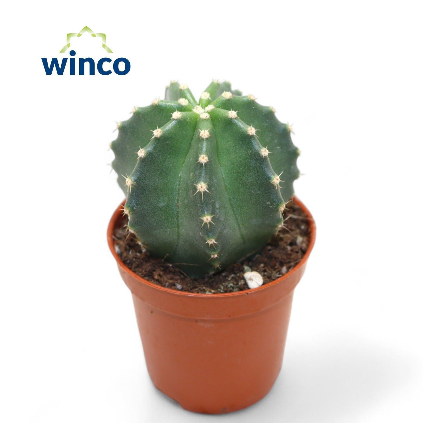 Echinocereus Inermis, D 5,5