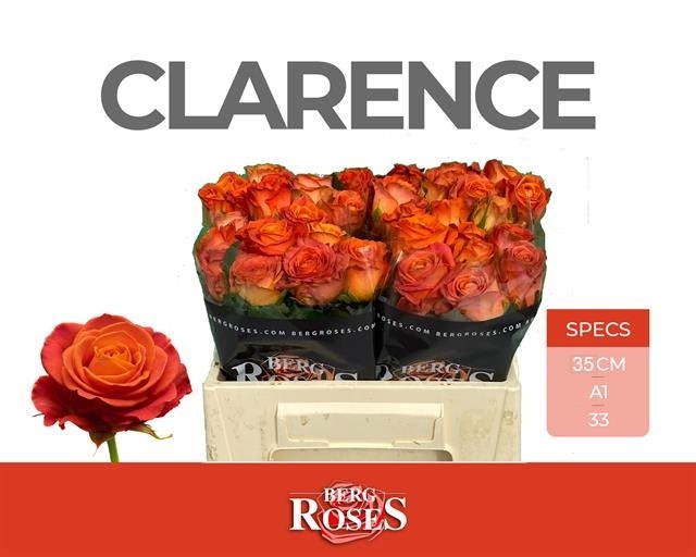 Роза од. Кларенс+ 35, шт.