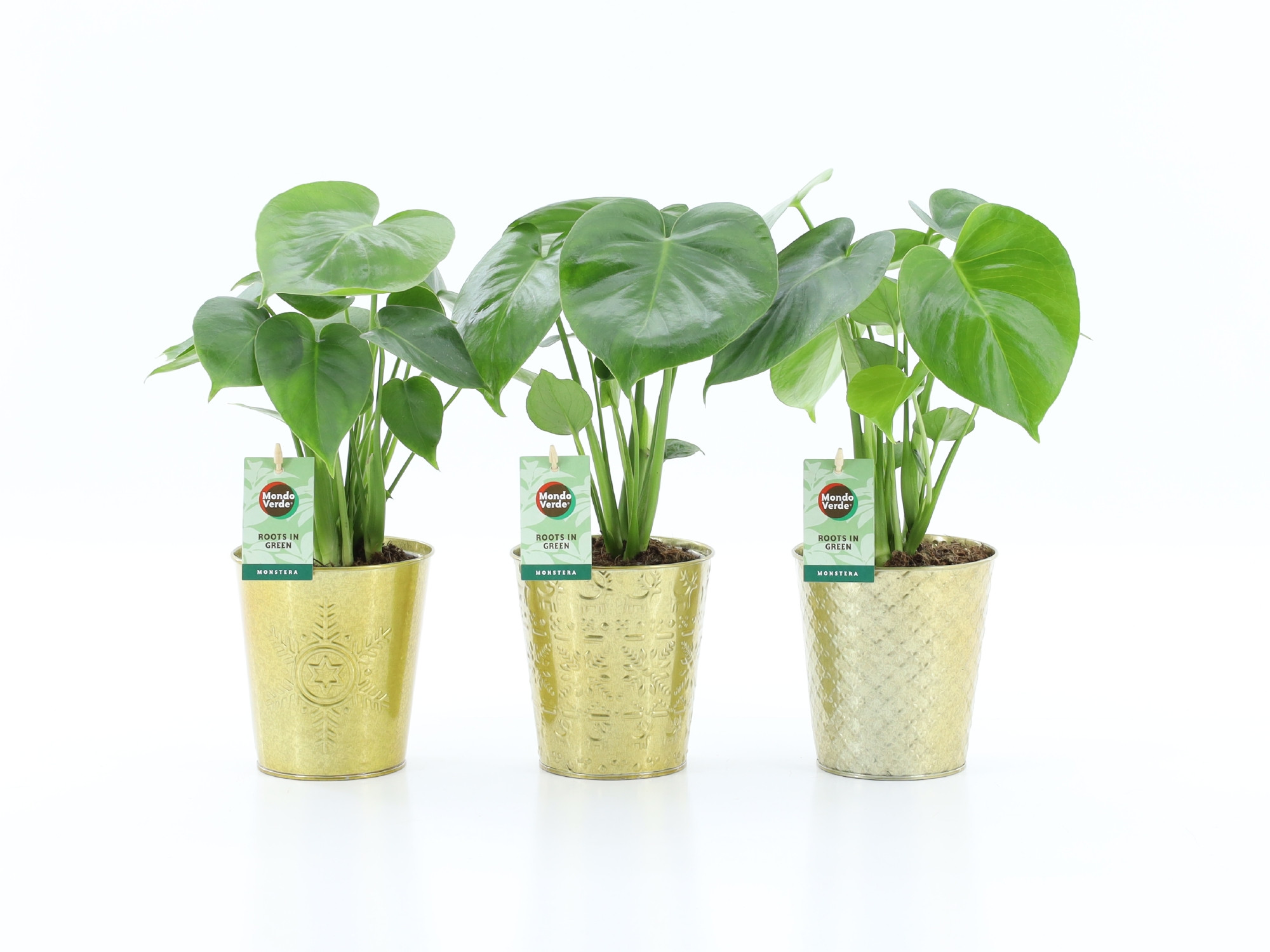 Monstera deliciosa in Golden Christmas, D 13