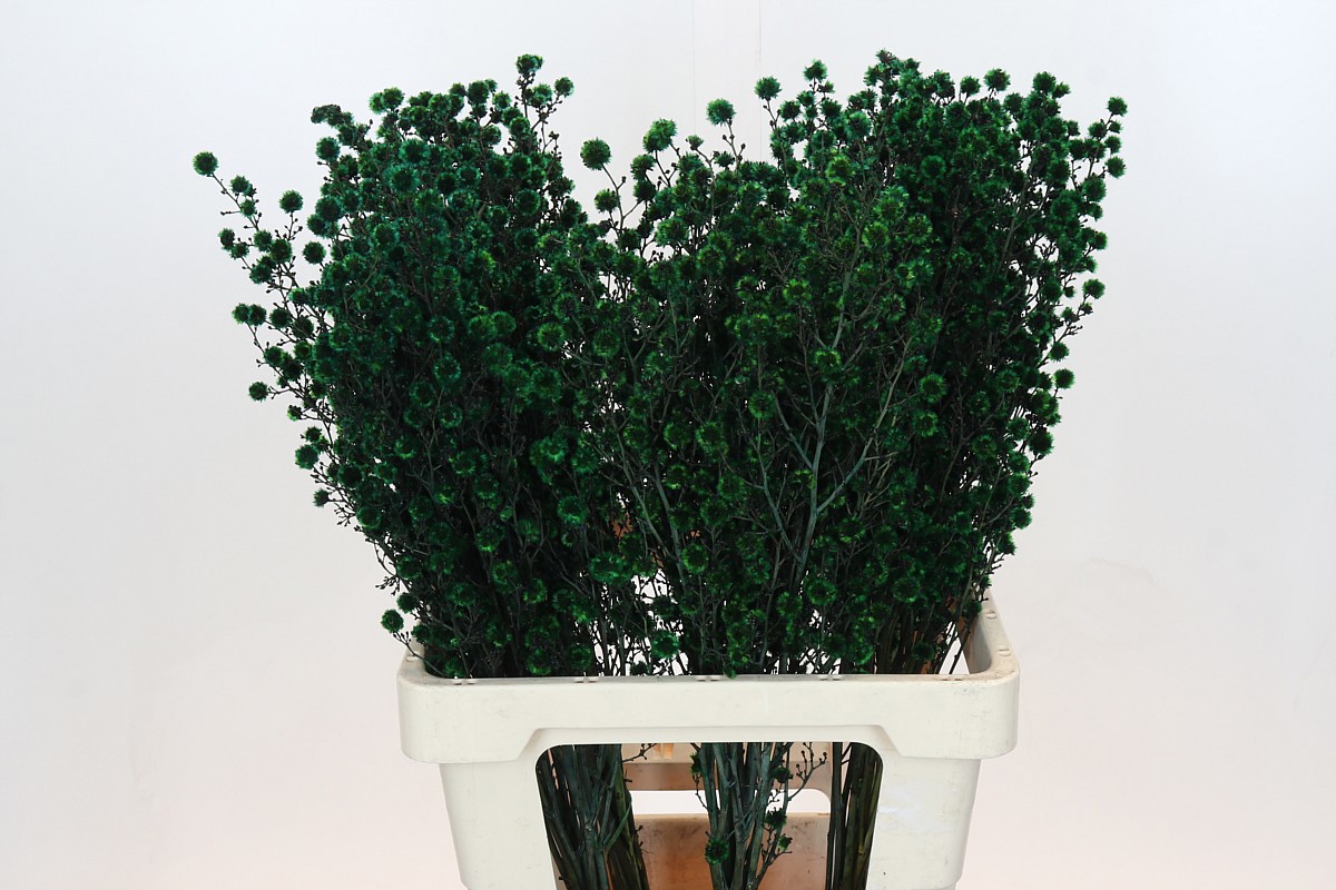 Стиллинджия Овериг Крашеная (краш. ) 70, шт.