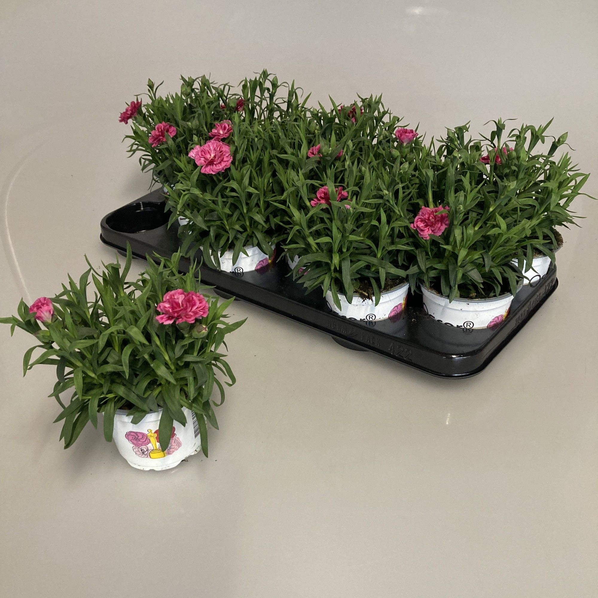 Dianthus Oscar Purple Wings, D 10,5