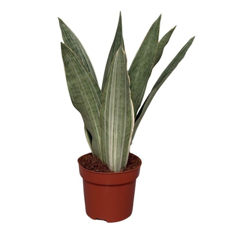 Sansevieira Cylindrica Metalica, D 12