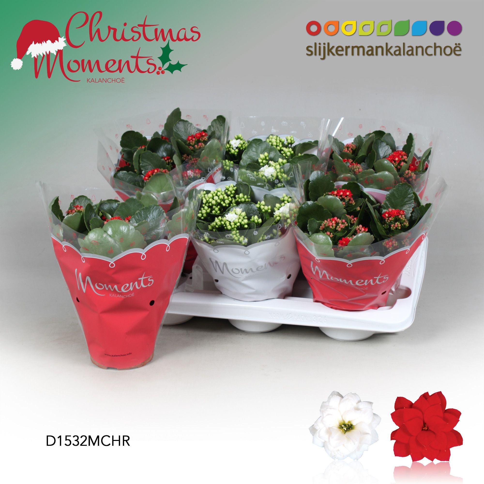 Kalanchoe Moments - Christmas Moments - kerst, D 15 cm Kalanchoe Moments - Christmas Moments - kerst, D 15 cm