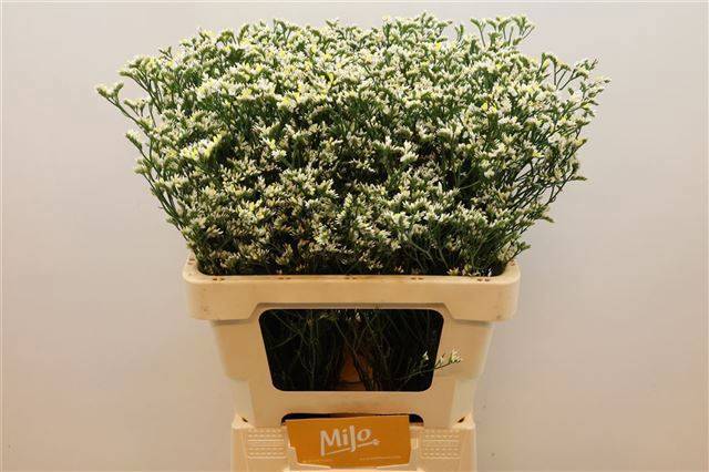 Лимониум Чайна Вайт 60, шт.