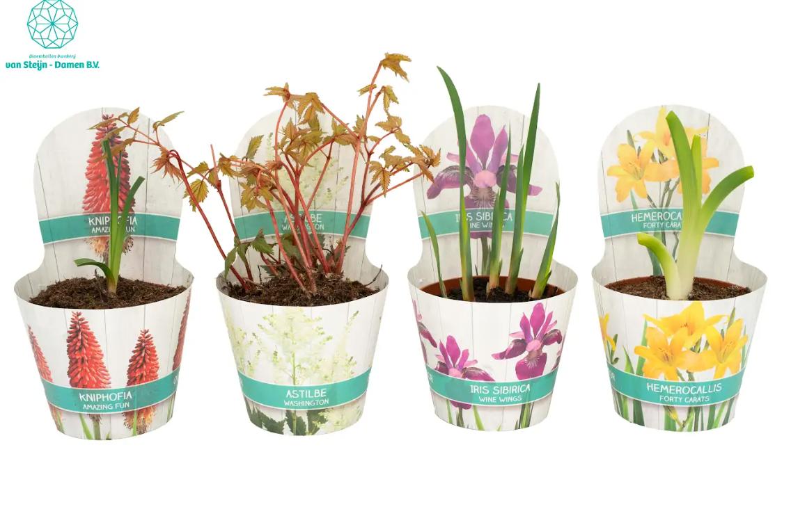 Vaste Planten Gemengd in Luxe Potcover, D 12