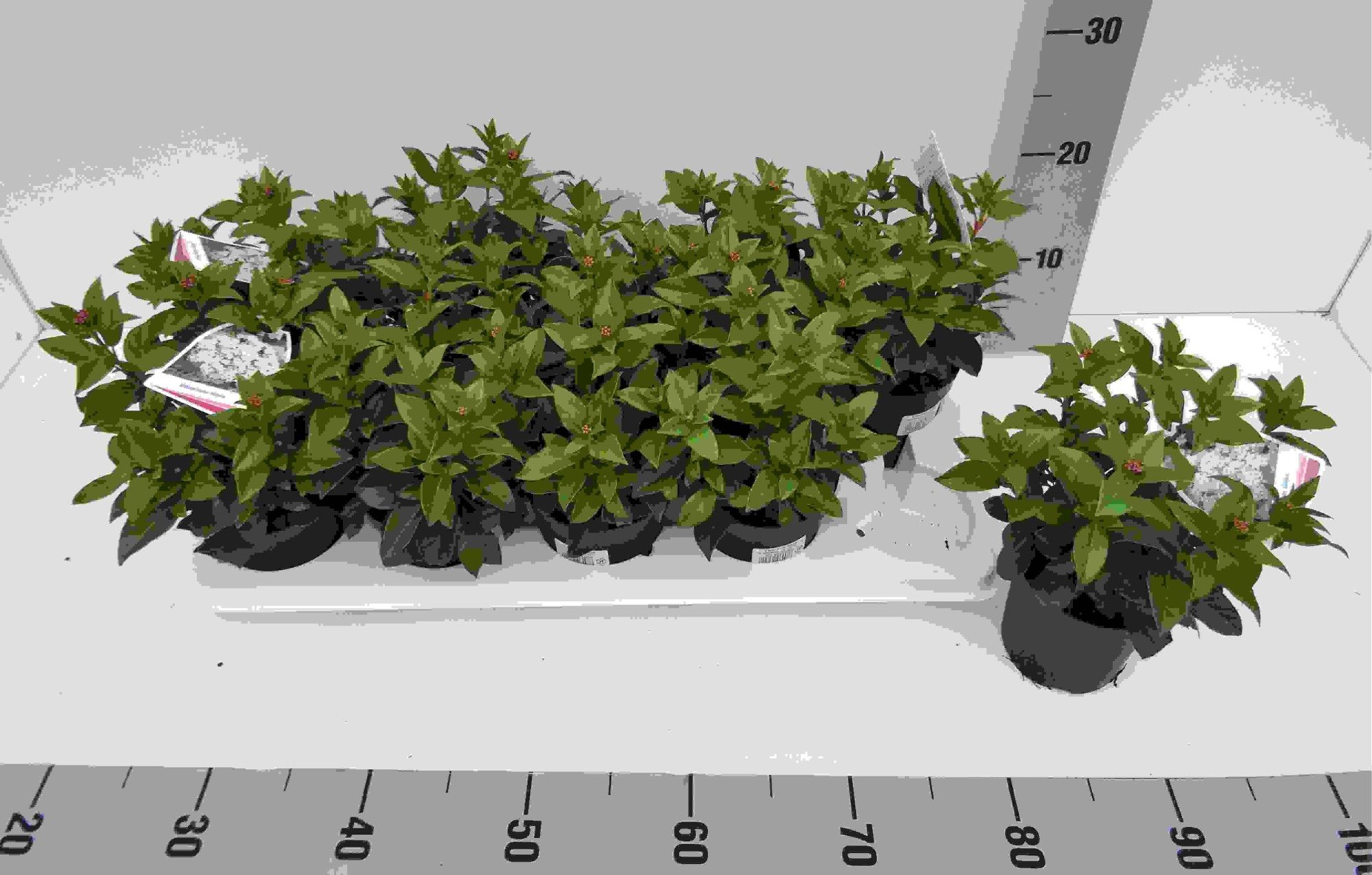 Viburnum tinus wit, D 11