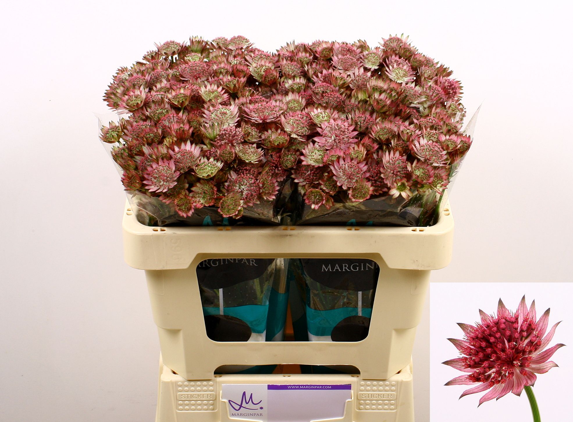 Астранция Рома 50, шт.