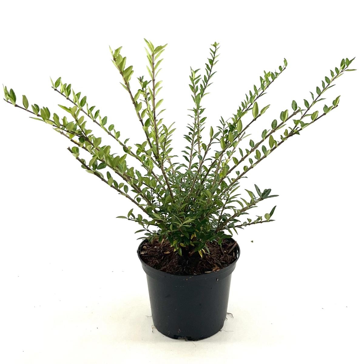 Lonicera pileata, D 17 cm