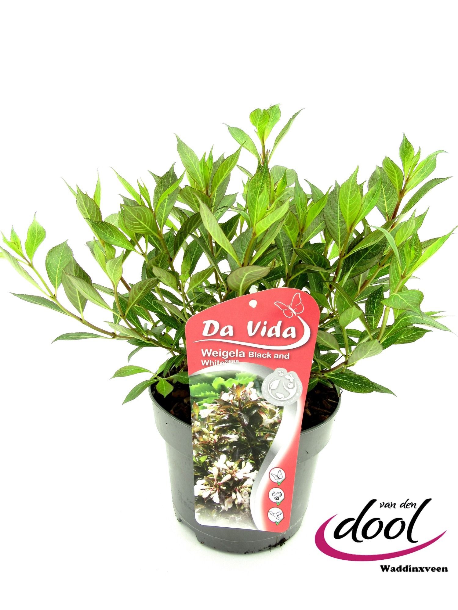 Weigela Black n White, D 19