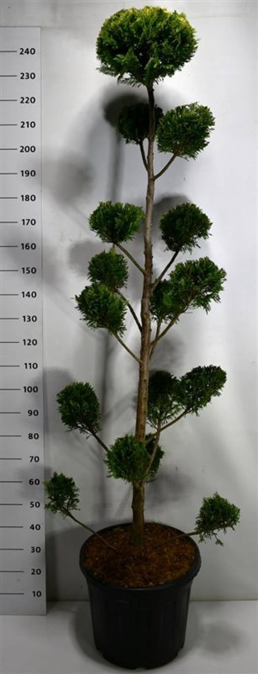 Cupressocyparis l. 'Castlewellan Gold', D 50