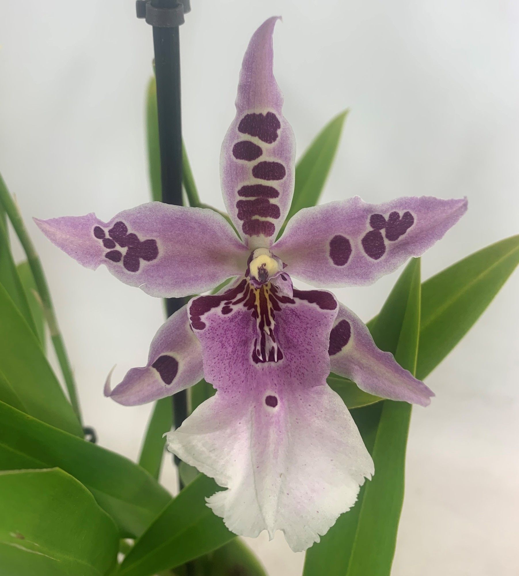 Peggy Ruth 1-tak, D 12 cm