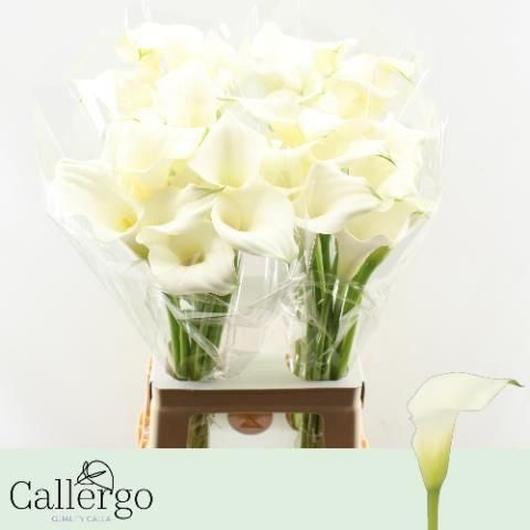 Калла Вайт Презент 70, шт.