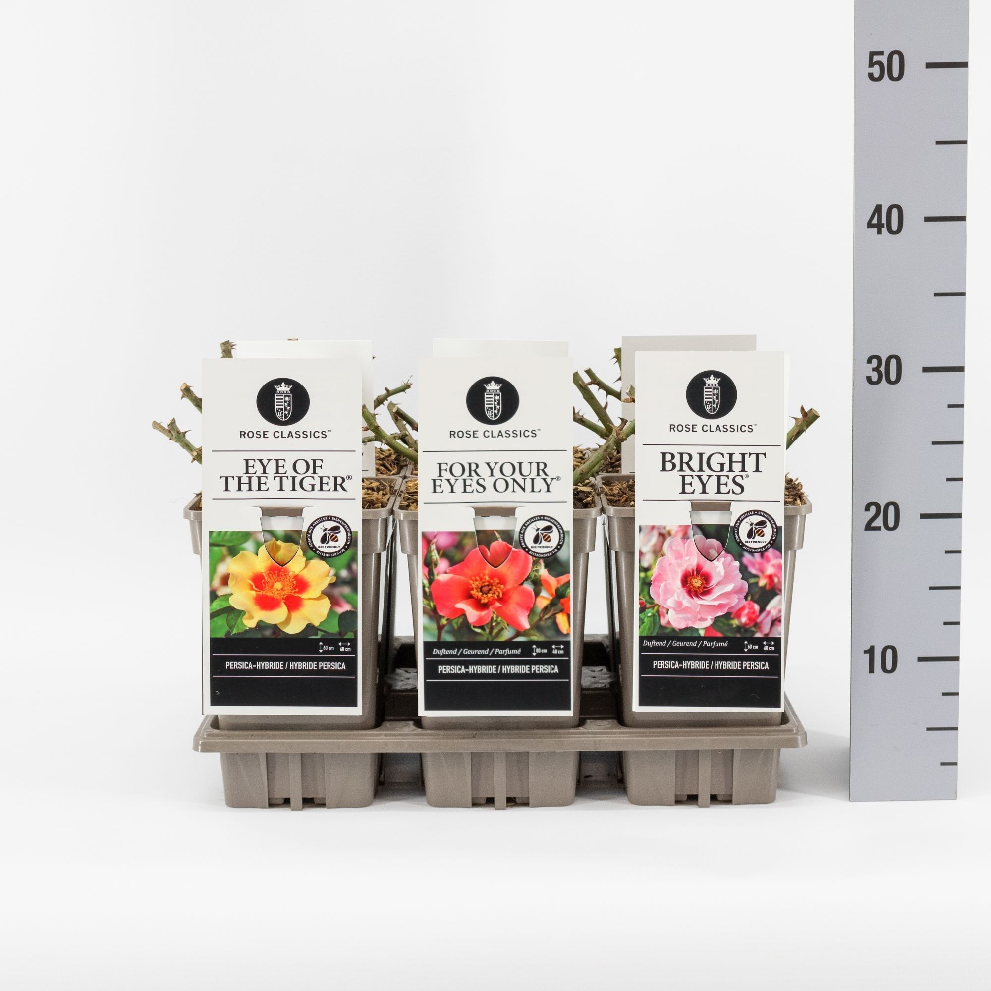 Rose Classics Persica mix, C3, D 17