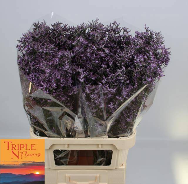 Лимониум Сафора Лилак 80, шт.