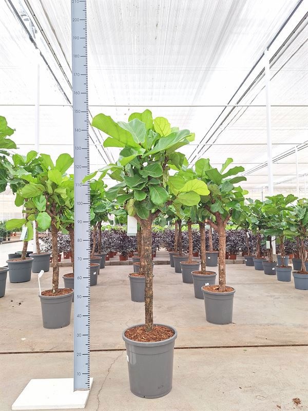 Ficus lyrata, D 31