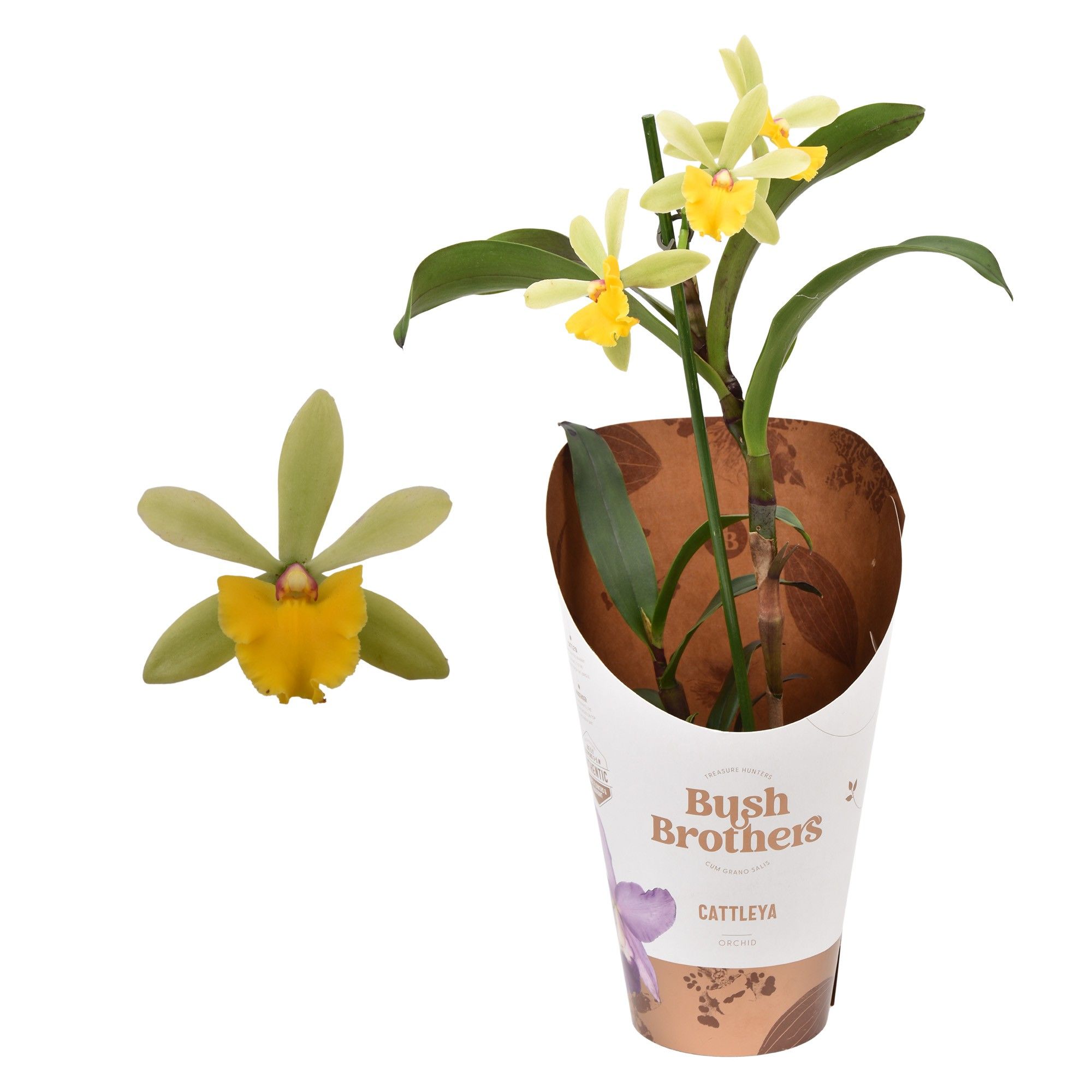 Epi Cattleya 12 cm, D 12