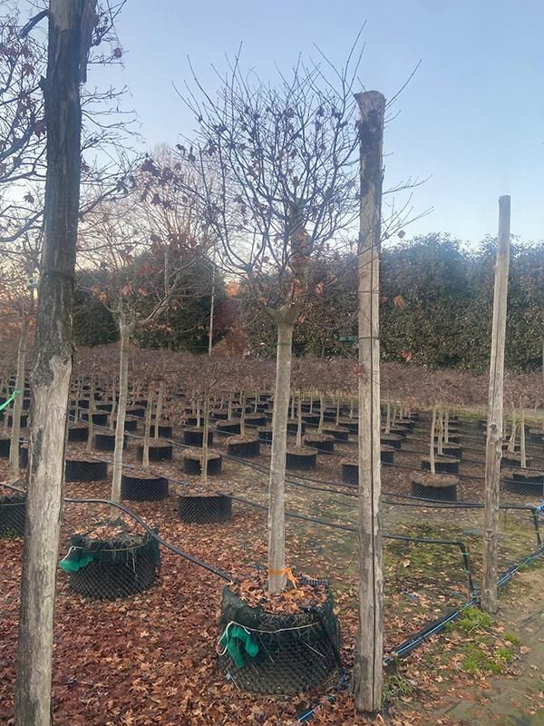 Acer pal. 'Fire Glow' (300-350), D 70