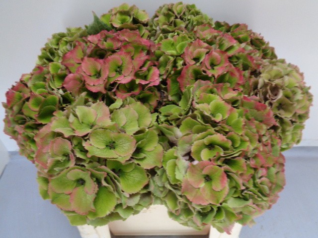 Гортензия Роял Пэлас Классик 50, шт.