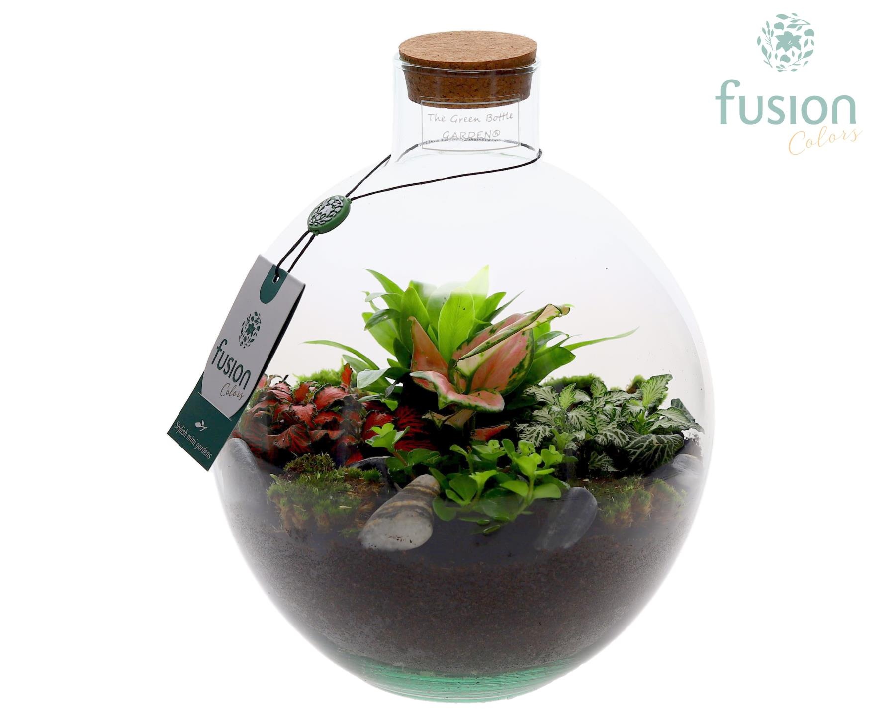 Terrarium Okaido Medium met arrangement, D 23