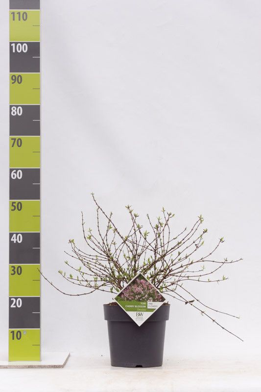 Deutzia rosea 'Yuki Cherry Blossom'® PW C 3, D 19