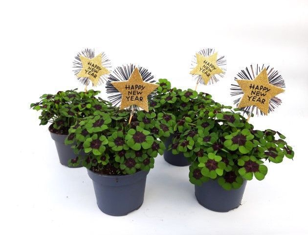 Oxalis deppei Happy New Year, D 13