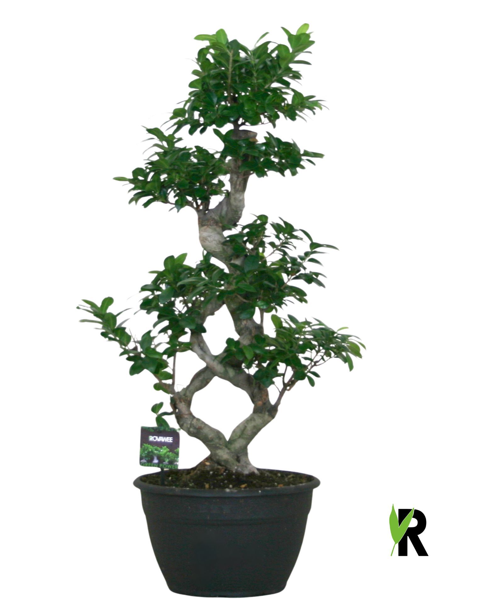 Ficus micr. 8-type, D 30