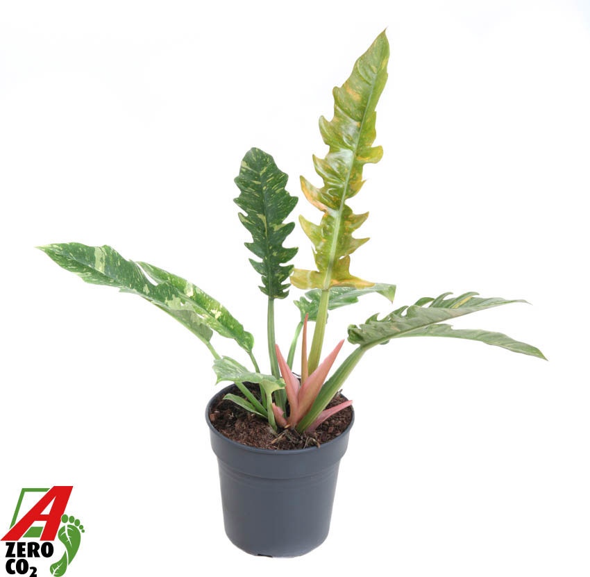 Philodendron Ring of Fire P19, D 19