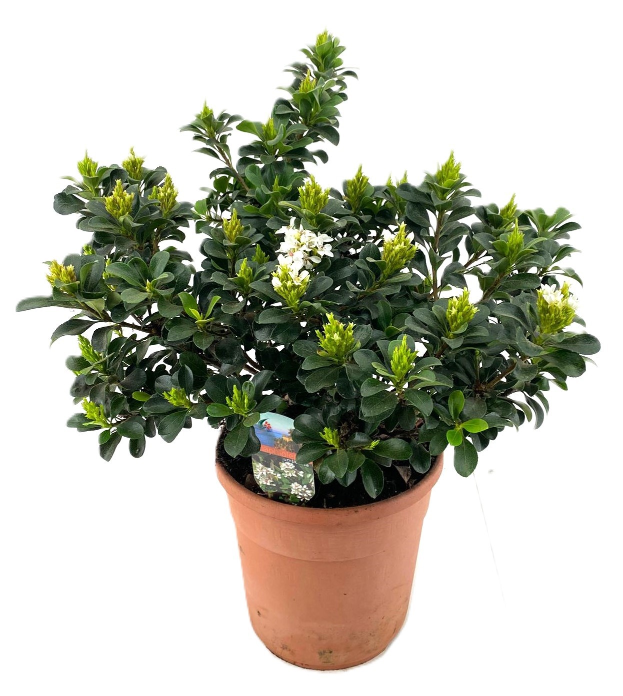 Rhaphiolepis umbellata, D 24