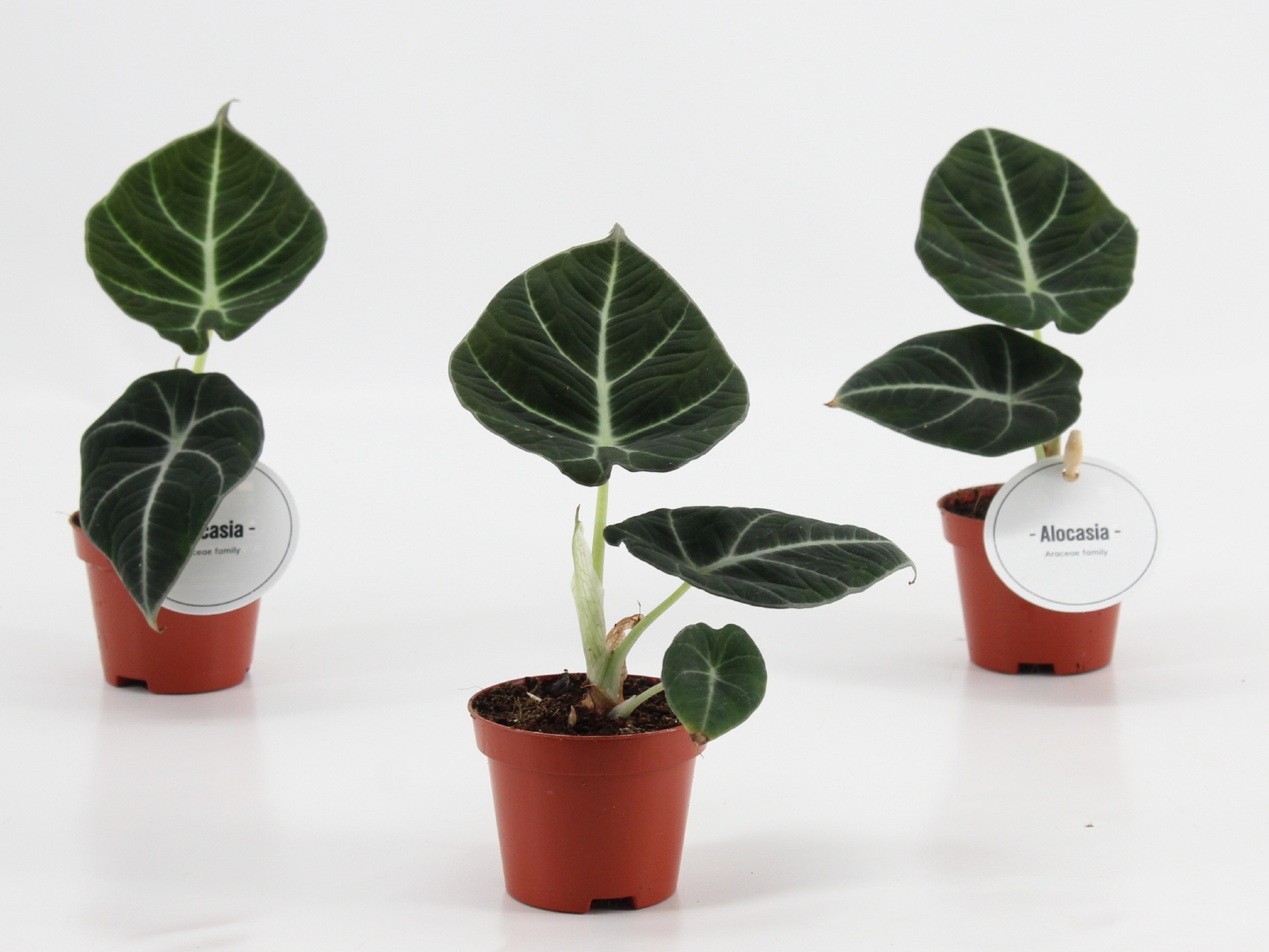 Alocasia Black Velvet P6, D 6