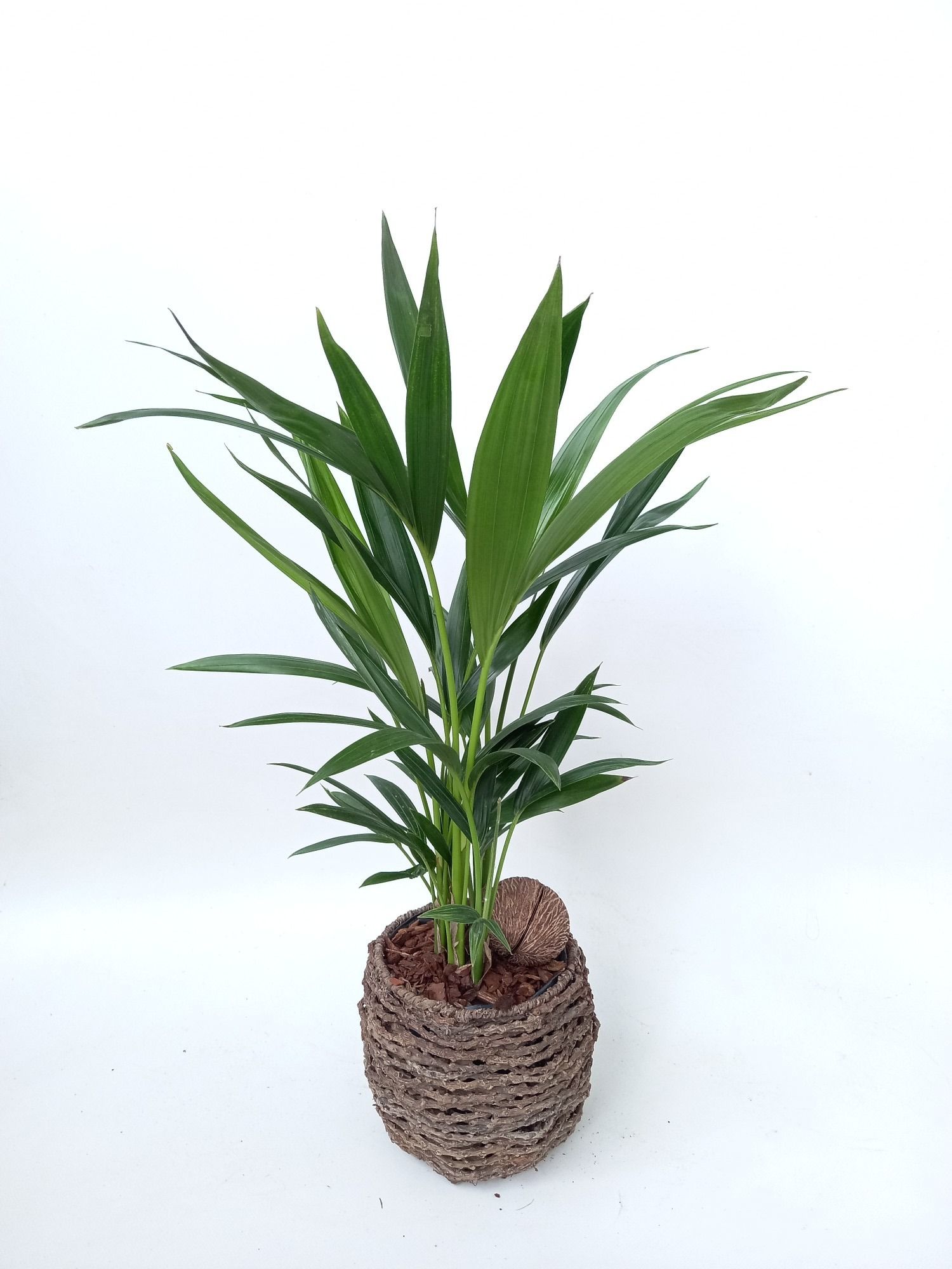 Kentia sb001 mandje, D 19