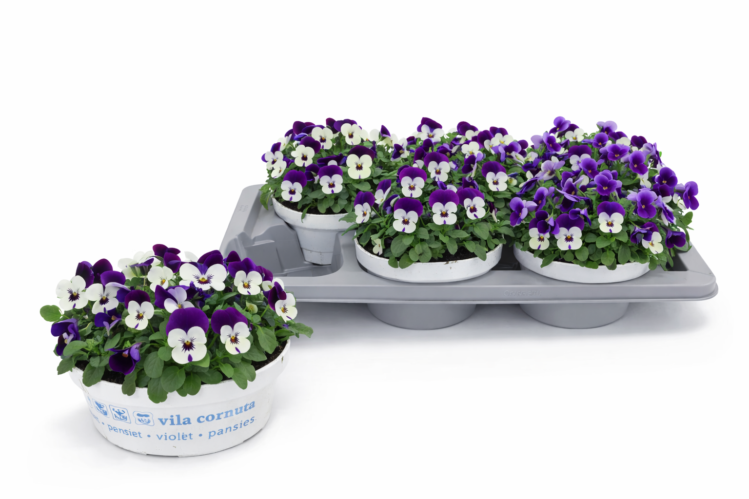 Viola Cornuta White Purple Jump Up, D 17